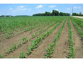 Property photo 6 - LAND AUCTION - 700+/- ACRES OFFERED IN 16 TRACTS IN ALLEN COUNTY, INDIANA